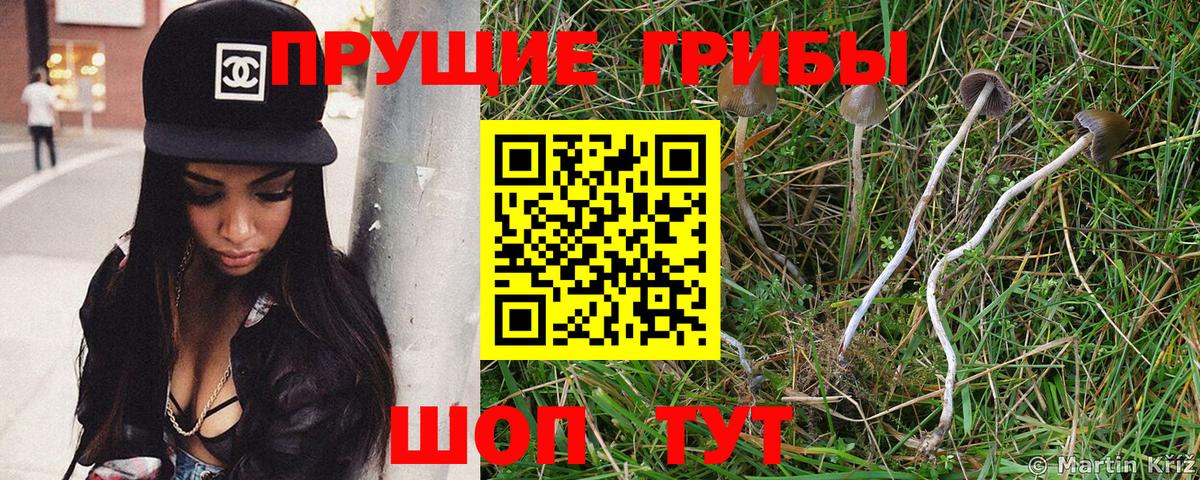 Псилоцибиновые грибы ЛСД Тара